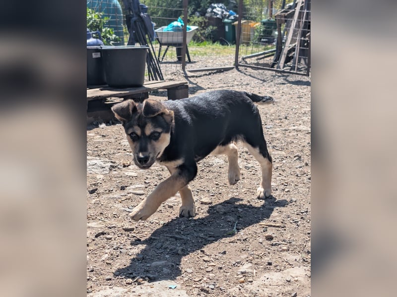 SOYA - liebe Hündin sucht Familie