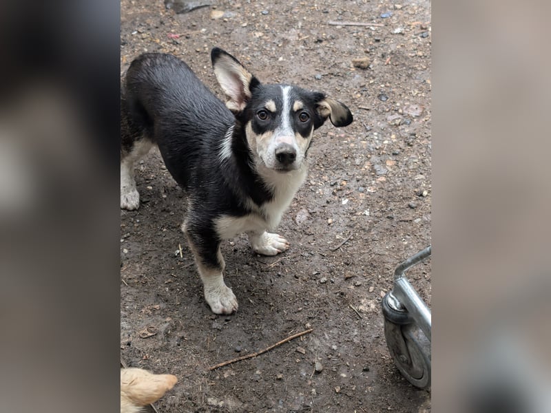 TAMINA - Zaubermaus sucht Familie