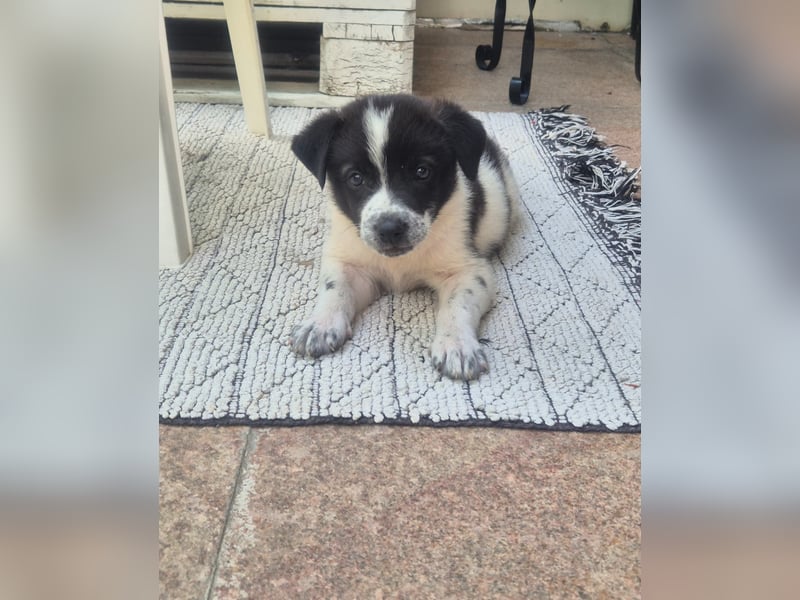 MARLEY sucht sein Für-Immer-Zuhause