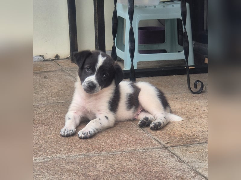 MARLEY sucht sein Für-Immer-Zuhause