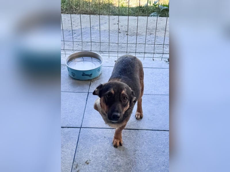 LOKI - kleiner Powerboy sucht Familie