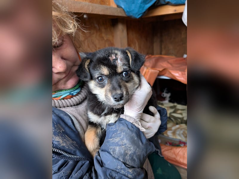 SOYA - liebe Hündin sucht Familie