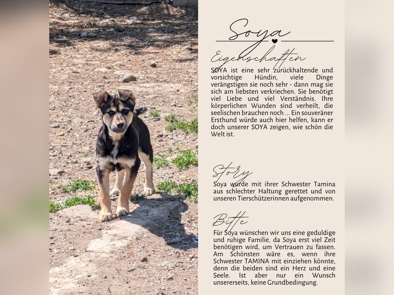 SOYA - liebe Hündin sucht Familie