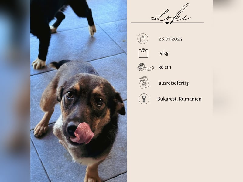 LOKI - kleiner Powerboy sucht Familie