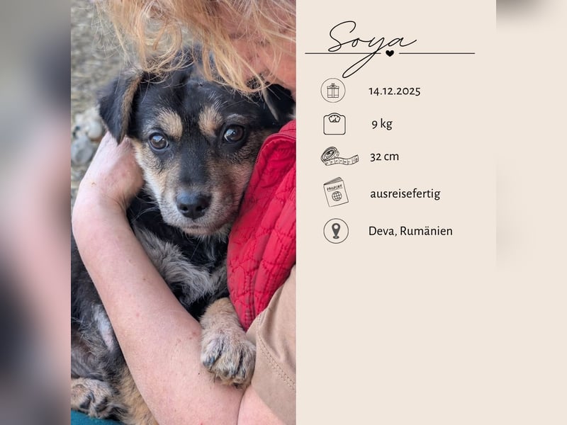 SOYA - liebe Hündin sucht Familie