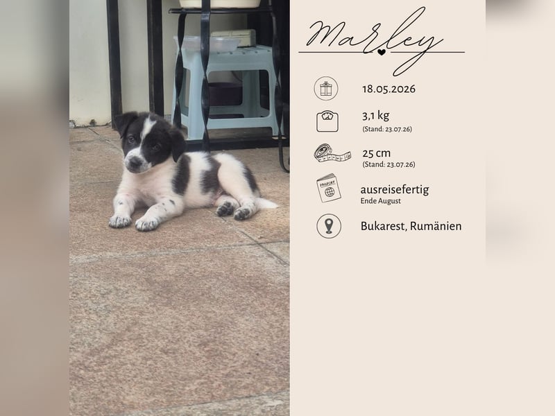 MARLEY sucht sein Für-Immer-Zuhause