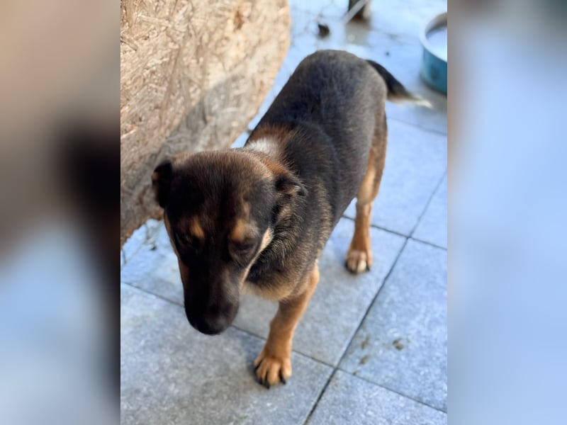 LOKI - kleiner Powerboy sucht Familie