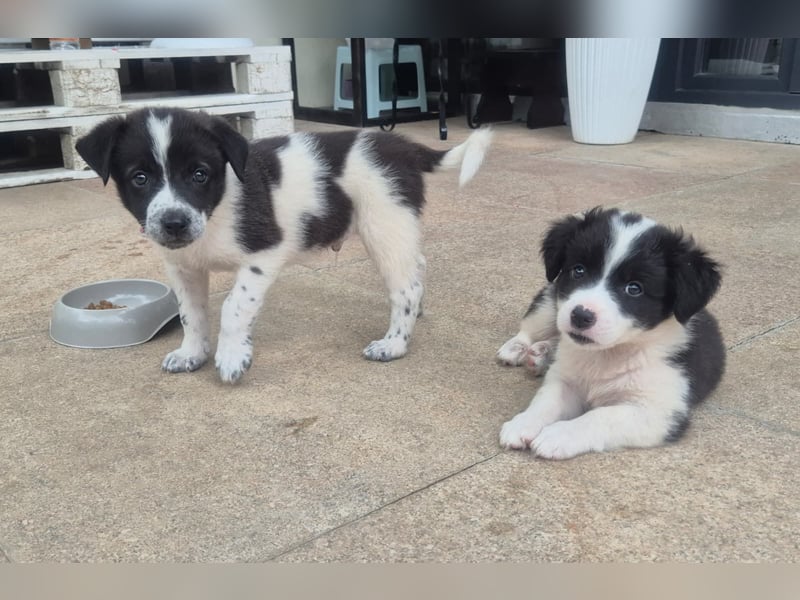 MARLEY sucht sein Für-Immer-Zuhause