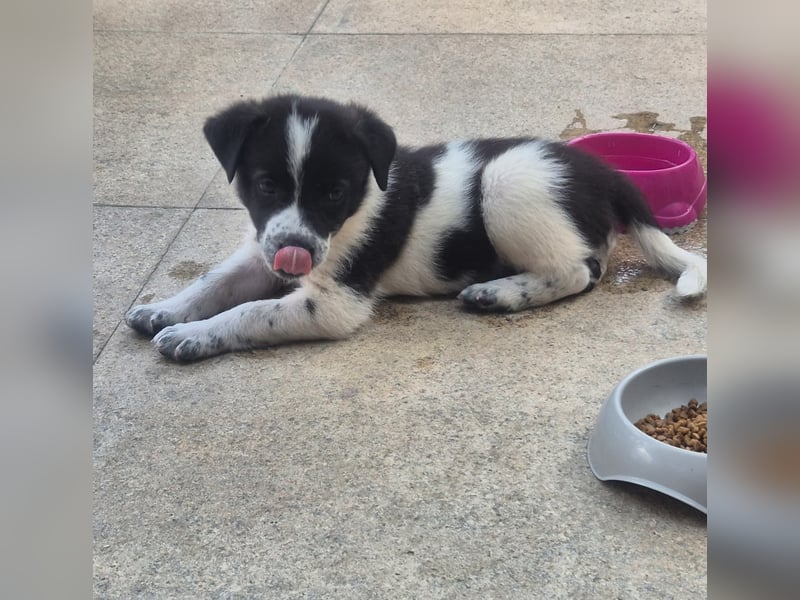 MARLEY sucht sein Für-Immer-Zuhause