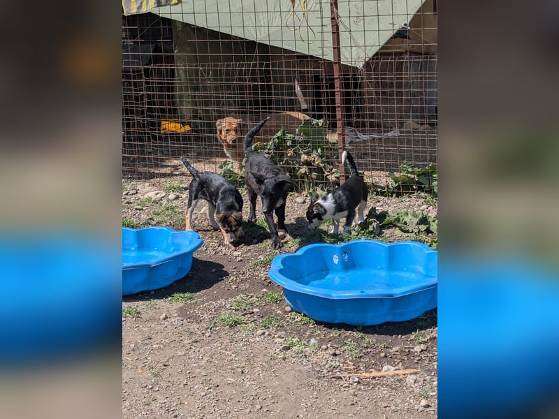TAMINA - Zaubermaus sucht Familie