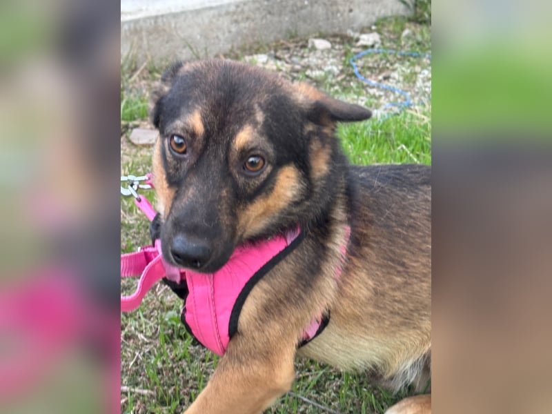 LOKI - kleiner Powerboy sucht Familie