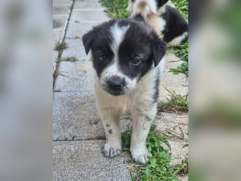 MARLEY sucht sein Für-Immer-Zuhause