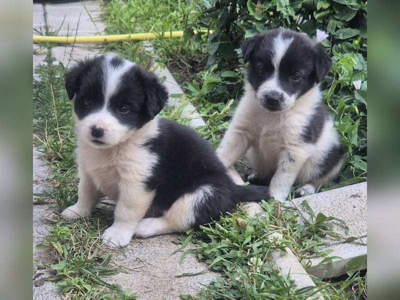 MARLEY sucht sein Für-Immer-Zuhause