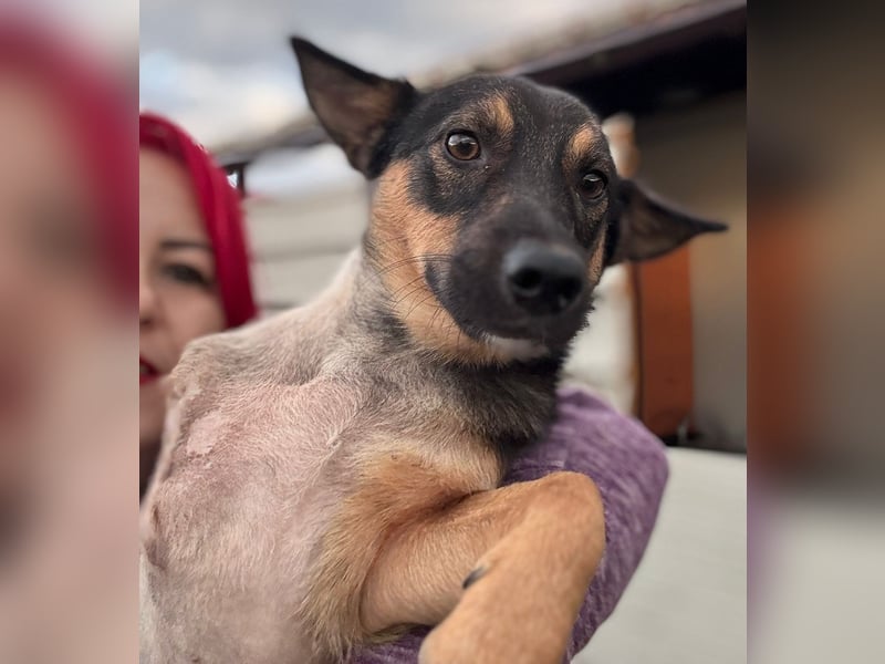 LOKI - kleiner Powerboy sucht Familie