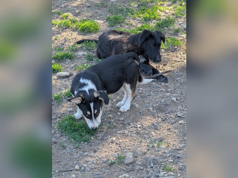 TAMINA - Zaubermaus sucht Familie