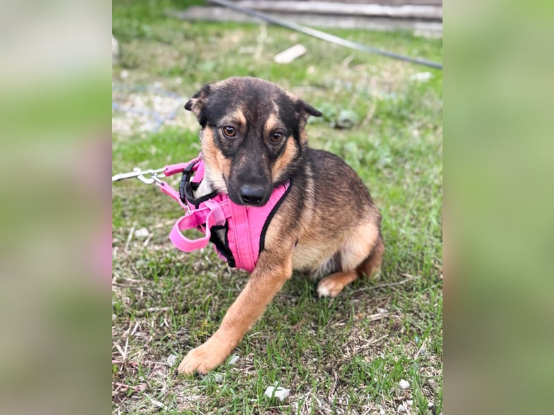 LOKI - kleiner Powerboy sucht Familie