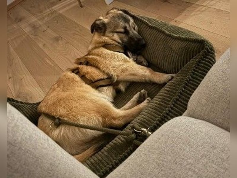 URMEL - kleiner süßer Junghund sucht liebevolles Zuhause