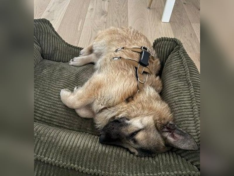 URMEL - kleiner süßer Junghund sucht liebevolles Zuhause