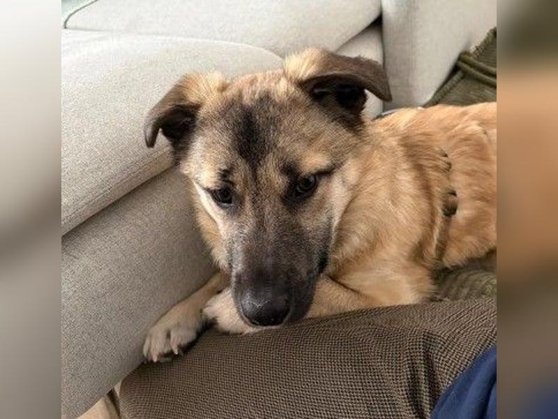 URMEL - kleiner süßer Junghund sucht liebevolles Zuhause