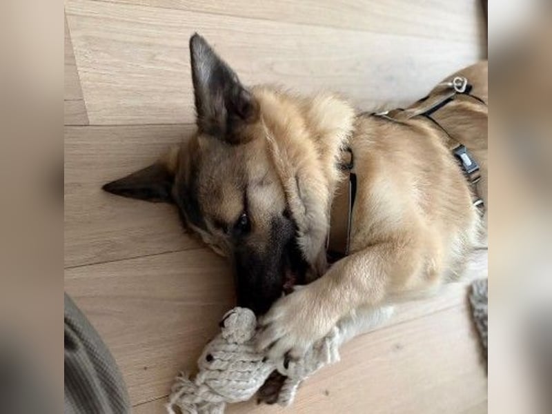 URMEL - kleiner süßer Junghund sucht liebevolles Zuhause