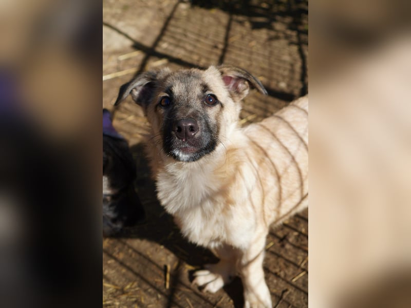 URMEL - kleiner süßer Junghund sucht liebevolles Zuhause