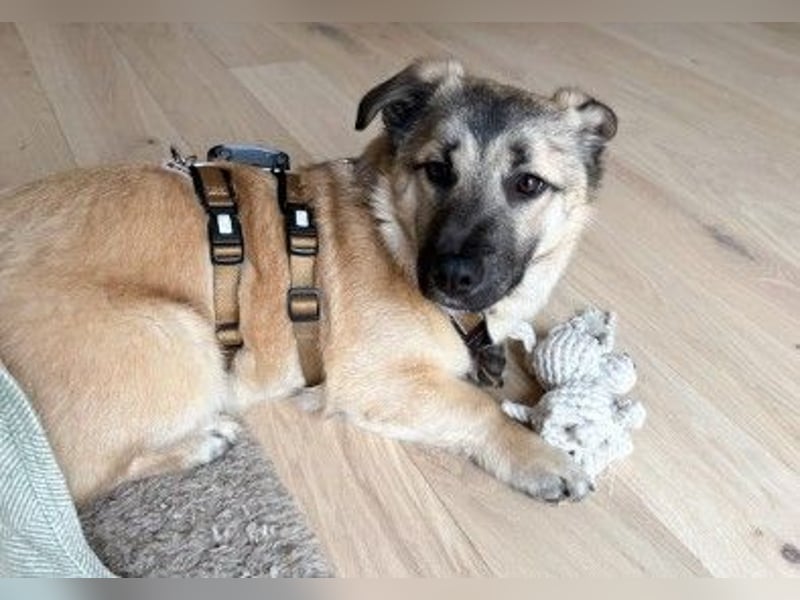 URMEL - kleiner süßer Junghund sucht liebevolles Zuhause