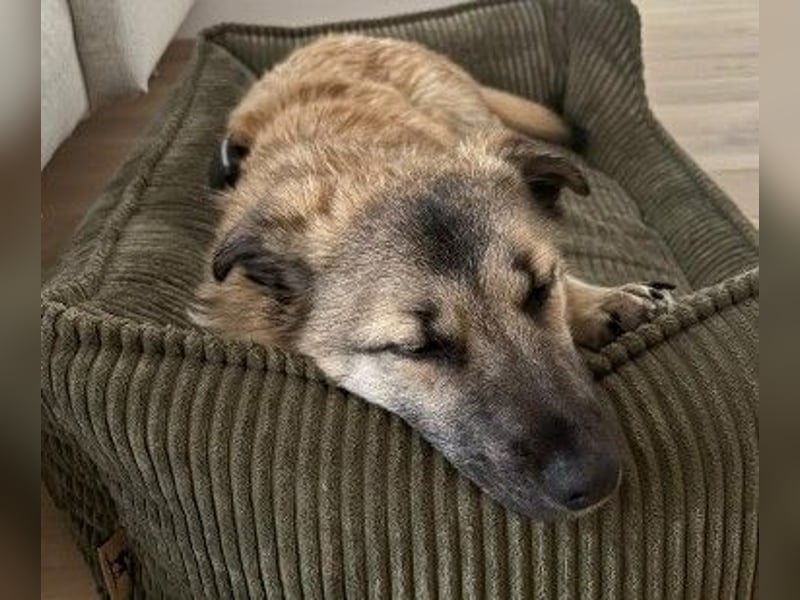 URMEL - kleiner süßer Junghund sucht liebevolles Zuhause