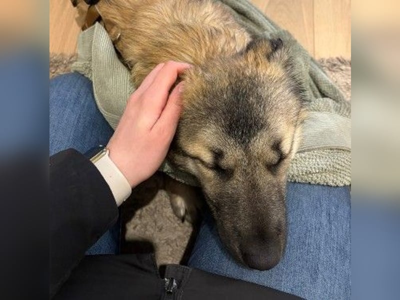 URMEL - kleiner süßer Junghund sucht liebevolles Zuhause