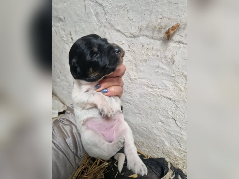 Rosi sucht Ihr neues Körbchen