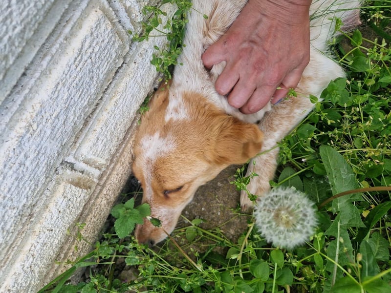 Lillyfee sucht Ihren eigenen Garten
