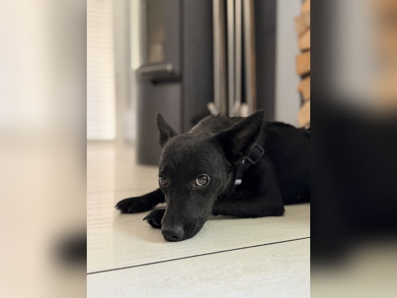 Nola - kleine zarte Seele, 12 Monate alt, 6,5 Kilo
