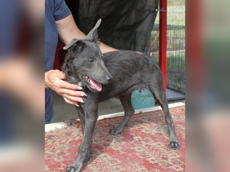 Fröhliche Szàri ab 14.12.25 in 59071 Hamm