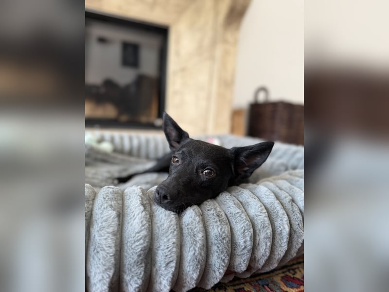 Nola - kleine zarte Seele, 12 Monate alt, 6,5 Kilo