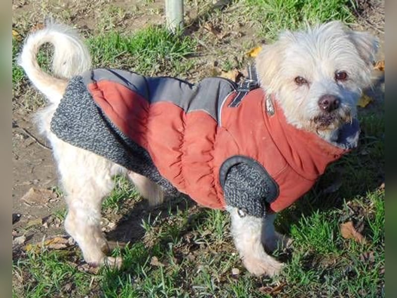 Terry -  Hundeopa sucht Liebe
