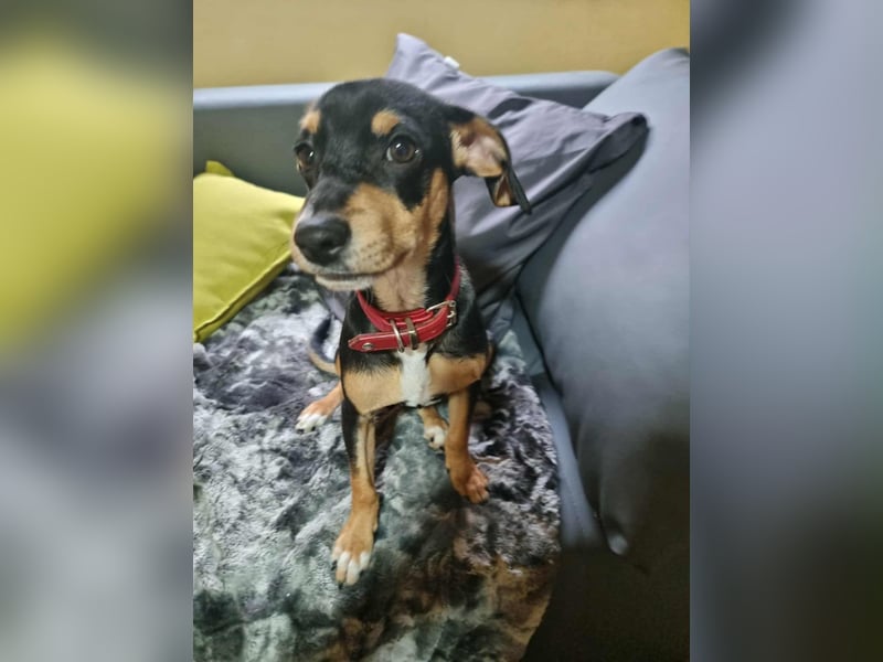 Fröhlicher kleiner Muri in 38268 Lengede/ Nds.