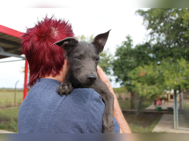 Fröhliche Szàri ab 14.12.25 in 59071 Hamm