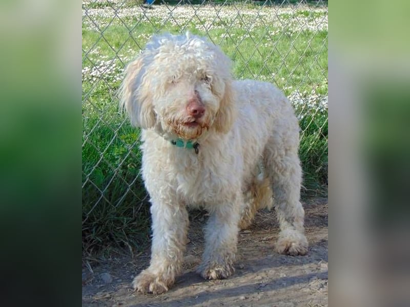 Cookie - süßer Wuschel sucht seine Dosenöffner