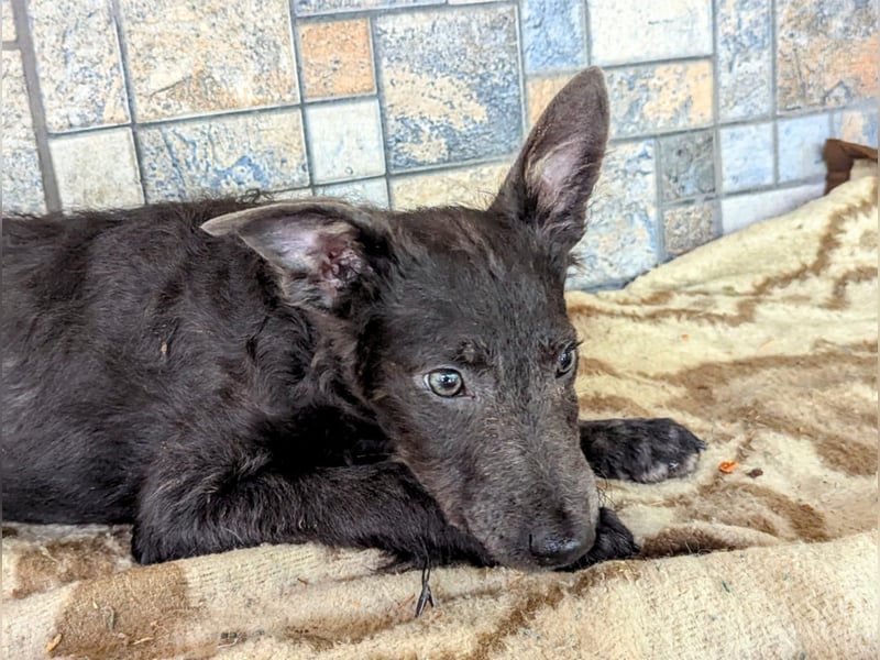 Fröhliche Szàri ab 14.12.25 in 59071 Hamm