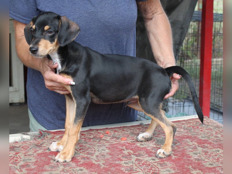 Fröhlicher kleiner Muri in 38268 Lengede/ Nds.