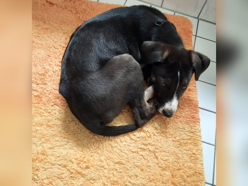 Süßer Moritz