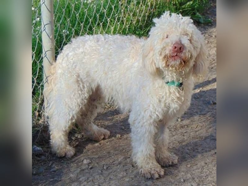 Cookie - süßer Wuschel sucht seine Dosenöffner