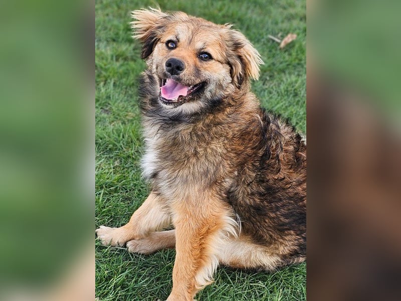 Maggie (Pflegestelle Düsseldorf) wurde zurückgelassen