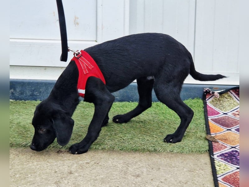 Henri möchte sein Herz verschenken