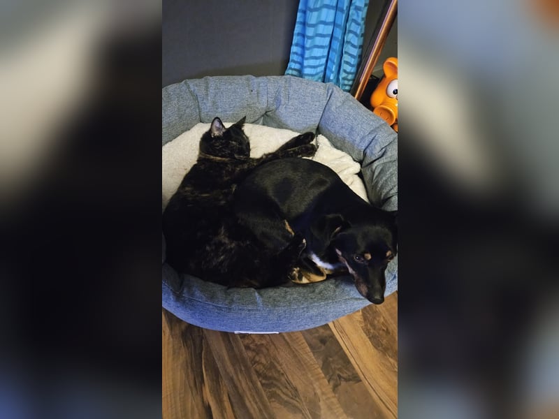 Liebenswerter Lucky
