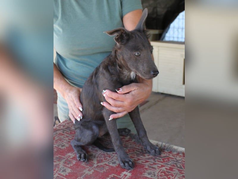 Fröhliche Szàri ab 14.12.25 in 59071 Hamm