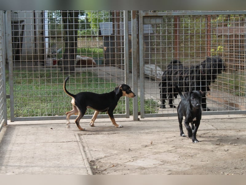Fröhlicher kleiner Muri in 38268 Lengede/ Nds.