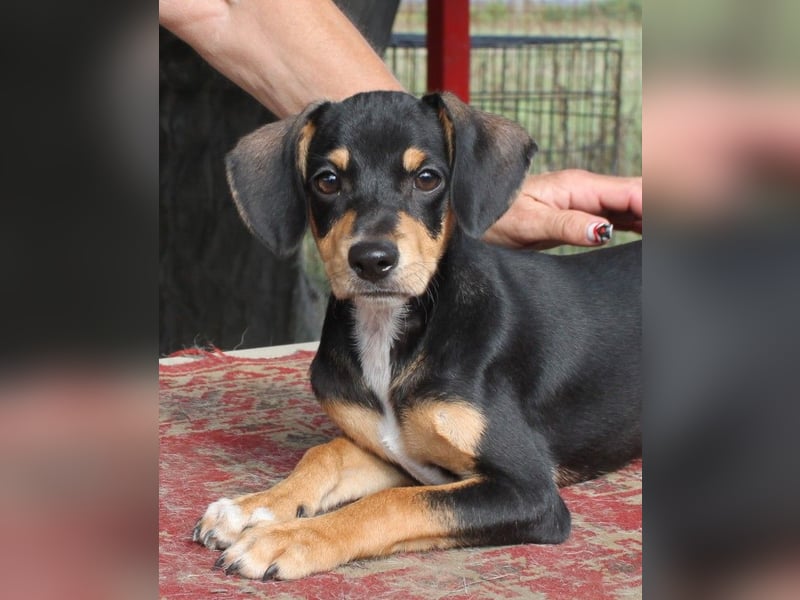 Fröhlicher kleiner Muri in 38268 Lengede/ Nds.