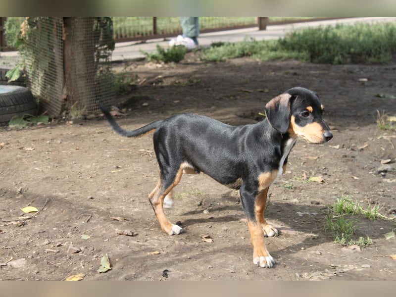 Fröhlicher kleiner Muri in 38268 Lengede/ Nds.