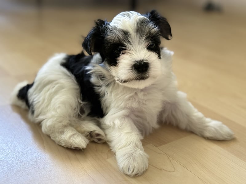 Morkie Mädchen