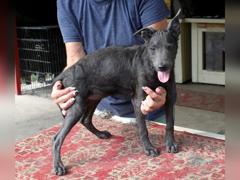 Fröhliche Szàri ab 14.12.25 in 59071 Hamm